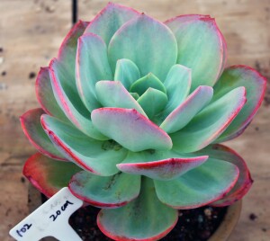 彭彭园艺 露养 白凤多肉 血凤多肉老桩一物一拍