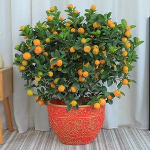 【年桔预售】广州金蛋果盆栽四季桔年宵花朱砂桔过年送礼同城配送