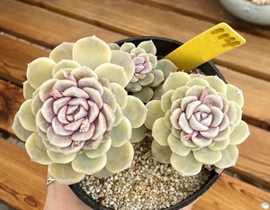 泰尼汉堡 多肉植物 大型多肉 可爱多肉 6厘米盆 有跟 一物一拍