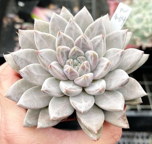 多肉植物 多肉 星云 9厘米盆 有根 一物一拍! 肉肉 四季 植物