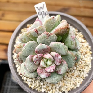 多肉植物 多肉 勿忘我 群生 9厘米盆 有根 一物一拍!肉肉 盆栽