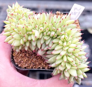 多肉植物 大型多肉 芝麻虎鲸 黄金玛利亚缀化 8cm盆 有根一物一拍