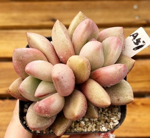 情人节多肉植物