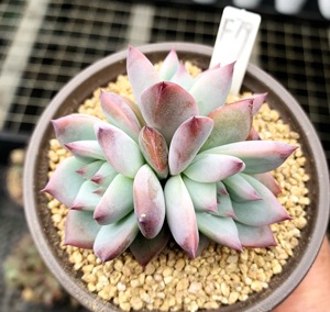 多肉植物 多肉 塔帕帕 砍头群 9厘米盆 有根 一物一拍!肉肉 盆栽