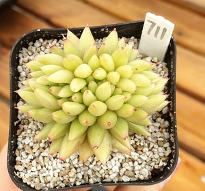 兰轩100淘宝瘤财留财一物一拍万宝路流星雨稀有多肉植物杂交贵货