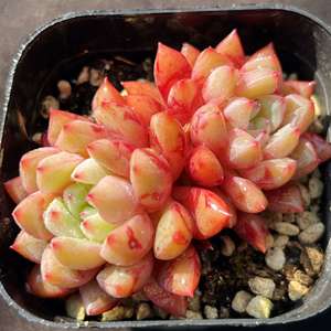 回声 雪燕 多肉植物 景天科 一物一拍 趣味盆栽精品多肉