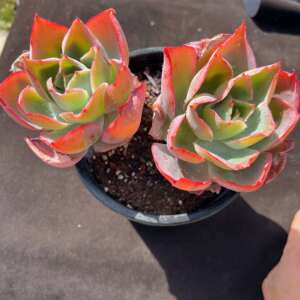 肯尼迪 多肉植物景天科 肯尼迪 一物一拍趣味盆栽多肉植物