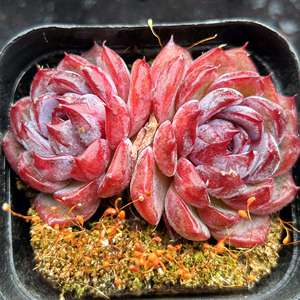 蓝莓 多肉植物景天科 蓝莓 一物一拍趣味盆栽多肉植物