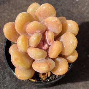 芒果美人 多肉植物景天科 芒果美人 一物一拍趣味盆栽多肉植物