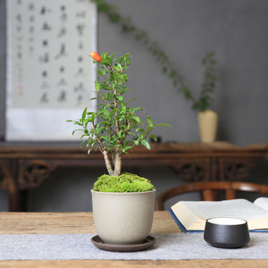 日本小叶石榴树盆栽造型盆景老桩观花观果桌面茶室禅意开花小植物