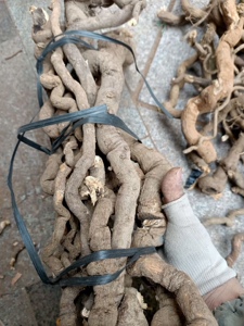 中药材铁牛钻石粒 独行千里 钻石风 石钻子 广香藤 中草药