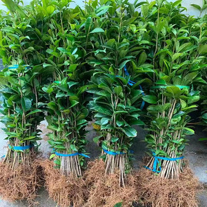 八月桂花树苗 桂花树树苗 金桂花苗 浓香型金桂 室外种植八月桂苗