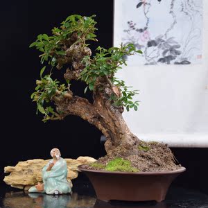 小叶冬青盆景老桩