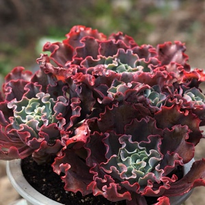 佳境园艺 舞会红裙 多肉植物 一物一拍 满58包邮除偏远