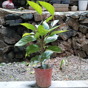 盆栽黑老虎果苗 布福娜杯苗 冷饭团盆景苗二年苗优质带土常绿爬藤