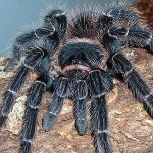 巴西所罗门蜘蛛