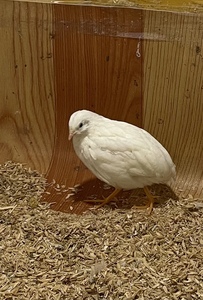 鹌鹑鸡仔!各种颜色都有!