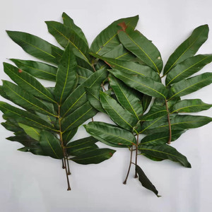 新鲜龙眼叶桂圆叶乌龟树叶养龟叶子预防腐皮改善水质