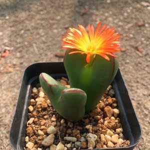 多肉植物少将