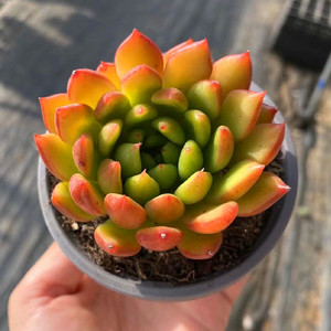 云南花卉非常美观红苹果多肉植物办公桌阳台净化空气盆栽含盆带土