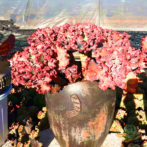 巨型女王花笠群生特大老桩稀有品种罕见贵货大型精品盆栽绿植花卉