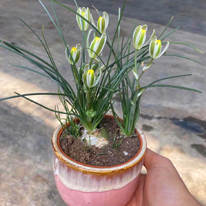 仓角殿香水兰开花带香味多肉植物稀有品种室内阳台防辐射绿植盆栽