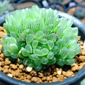 稀缺品种高档精品多肉植物群生蝉翼玉露老桩室内花防辐射盆栽绿植