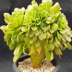 香炉盘缀化多肉植物稀有品种罕见小贵货奇趣盆栽植绿防辐射新款