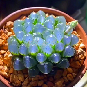 云南稀有高端精品大颗白壁玉露室内窗台桌面防辐射盆栽花含盆带土