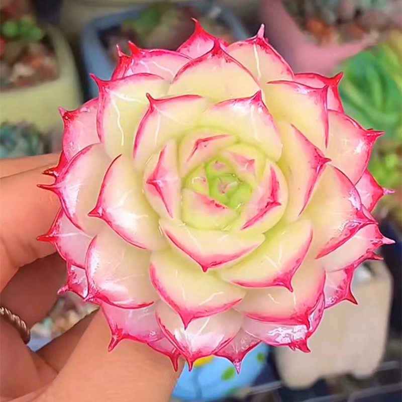 高档云南小海螺多肉植物非常美观稀有品种办公室桌面盆景防辐射花