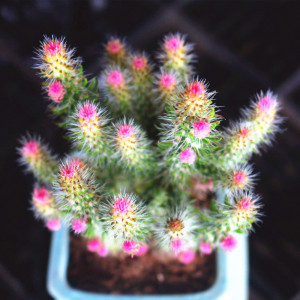 粉色松鼠团扇毛茸茸多肉植物罕见品种室内阳台吸甲醛绿植盆栽花卉