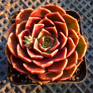 火蝙蝠棕玫瑰布朗玫瑰多肉植物带盆发货奇趣绿植花卉防辐射肉肉