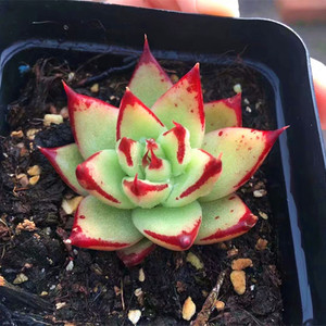 乌木多肉植物组合盆栽稀有小贵货清棚老桩盆栽绿植花卉论斤卖包邮