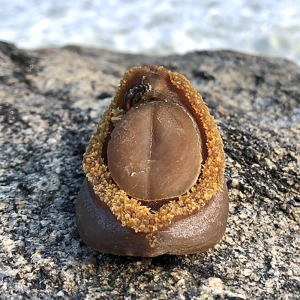 精品溏心吉品鲍鱼干货特级干鲍佛跳墙材料煲汤海鲜一件50克约2个