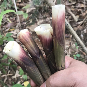 春笋新鲜包邮湖南