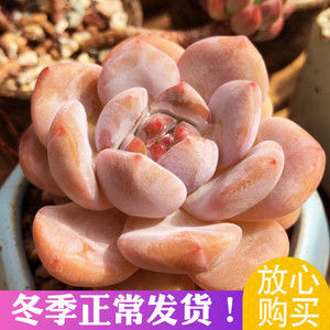 雪天使多肉 橙梦露多肉 橙梦露老桩 大橙子多肉 一物一拍 进口