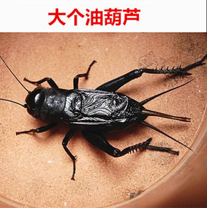 油葫芦蟋蟀听叫