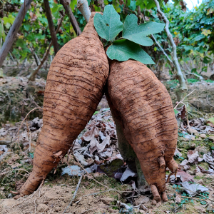 新鲜葛根生葛薯野生粉葛根10斤汤块现挖大山现发粉葛柴葛根正宗