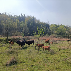 皖南高山天然放养纯吃草黄牛肉喝山泉水新鲜现杀生牛肉牛排牛腱子