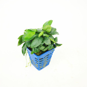 海派经典精品水草牡丹小榕袖珍小榕小榕系列可捆绑小型榕类水上叶