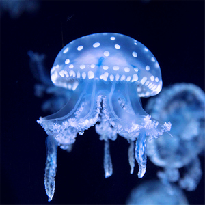巴布亚硝水母活物珍珠斑点蓝色白点水母观赏桌面宠物梦幻彩色水母