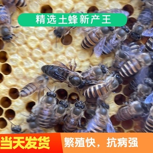 中蜂蜂王种王优质爆产蜜蜂活体高产王双色杂交本地阿坝黑色处女王