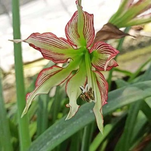 朱顶红凤蝶大师