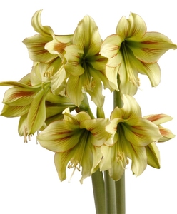 【现货】朱顶红种球 南非进口 涂鸦 有可能错版为小青龙 错版不赔