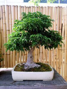 日本红枫 狮子头 红狮子 原生 高压 嫁接 阳台庭院趣味盆栽