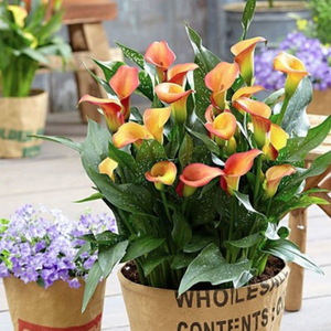 云南鲜花彩色马蹄莲花室内家庭盆栽园艺绿色花卉植物盆栽带土栽培