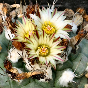 进口 仙人球科 娇丽属 安吉球种子 turbinicarpus swobodae