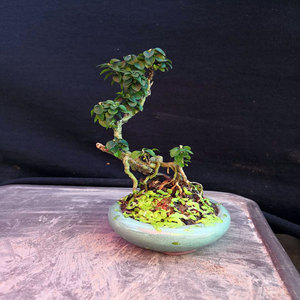 田匠园艺盆景微型精品盆栽阴木樱木山水造景素材办公摆设一物一拍