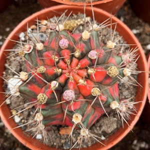 光辉牡丹锦绯牡丹锦仙人球易开花稀有品种自然锦室内多肉植物盆栽