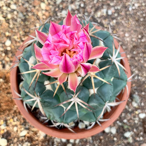 天司丸象牙仙人球实生萝卜根稀有强刺顶花球属大颗多肉植物盆栽